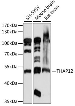 THAP12 Rabbit pAb