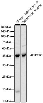 ADIPOR1 Rabbit pAb