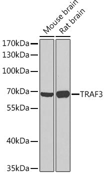TRAF3 Rabbit pAb