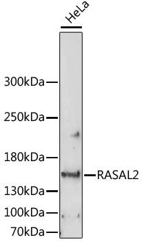 RASAL2 Rabbit pAb