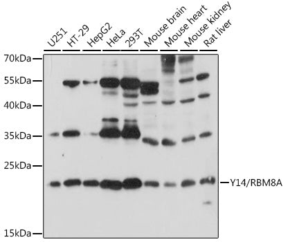 Y14/RBM8A Rabbit pAb