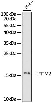 IFITM2 Rabbit pAb