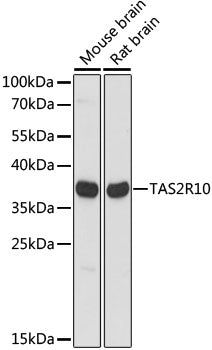 TAS2R10 Rabbit pAb