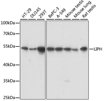 LIPH Rabbit pAb