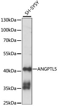 ANGPTL5 Rabbit pAb
