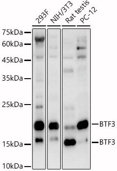 BTF3 Rabbit pAb