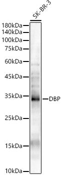DBP Rabbit pAb