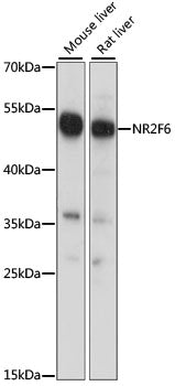 NR2F6 Rabbit pAb