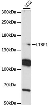 LTBP1 Rabbit pAb