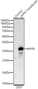 MYF6 Rabbit pAb