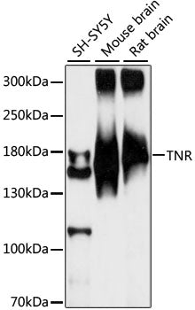 TNR Rabbit pAb