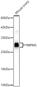 RBPMS Rabbit pAb