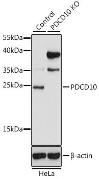 [KO Validated] PDCD10 Rabbit pAb