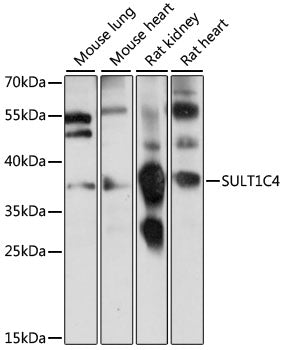 SULT1C4 Rabbit pAb