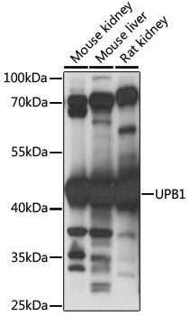 UPB1 Rabbit pAb