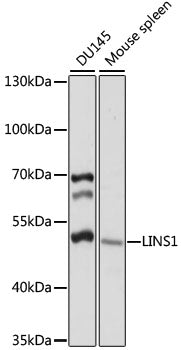 LINS1 Rabbit pAb
