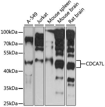 CDCA7L Rabbit pAb
