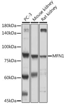 MFN1 Rabbit pAb