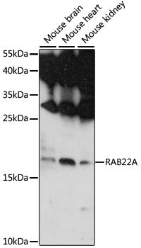 RAB22A Rabbit pAb