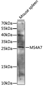 MS4A7 Rabbit pAb