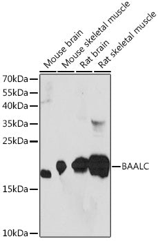 BAALC Rabbit pAb