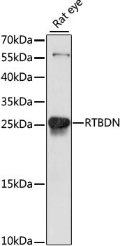 RTBDN Rabbit pAb