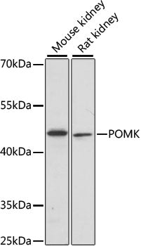 POMK Rabbit pAb