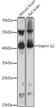 Septin 12 Rabbit pAb