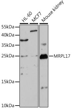 MRPL17 Rabbit pAb