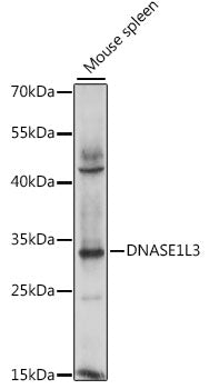 DNASE1L3 Rabbit pAb