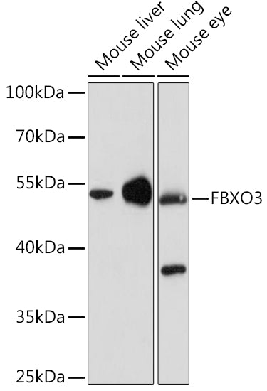 FBXO3 Rabbit pAb