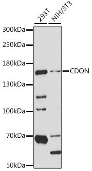 CDON Rabbit pAb
