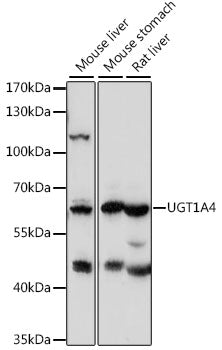 UGT1A4 Rabbit pAb