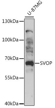 SVOP Rabbit pAb