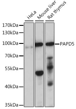 PAPD5 Rabbit pAb