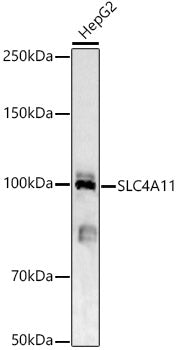 SLC4A11 Rabbit pAb