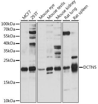 DCTN5 Rabbit pAb