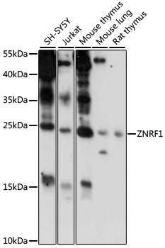 ZNRF1 Rabbit pAb