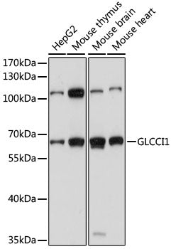 GLCCI1 Rabbit pAb