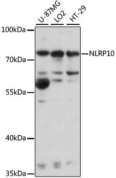 NLRP10 Rabbit pAb