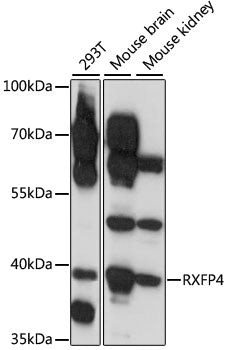 RXFP4 Rabbit pAb
