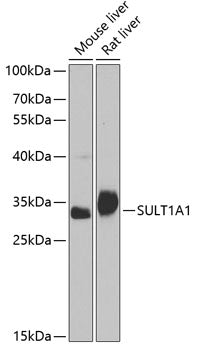 SULT1A1 Rabbit pAb