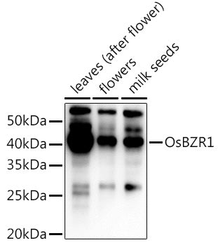 OsBZR1 Rabbit pAb