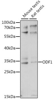 ODF1 Rabbit pAb