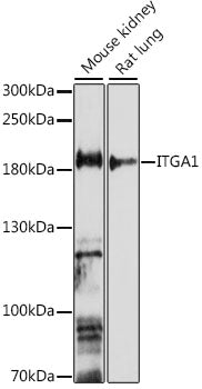 ITGA1 Rabbit pAb