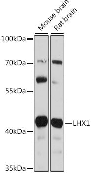 LHX1 Rabbit pAb
