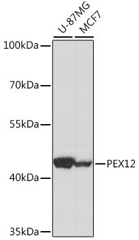 PEX12 Rabbit pAb