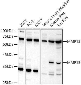 MMP13 Rabbit pAb