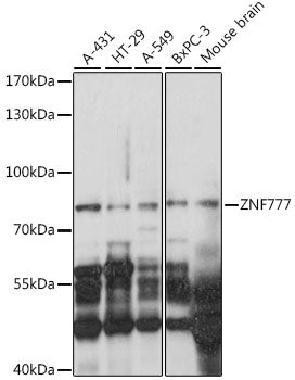ZNF777 Rabbit pAb