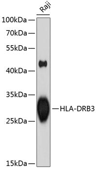 HLA-DRB3 Rabbit pAb